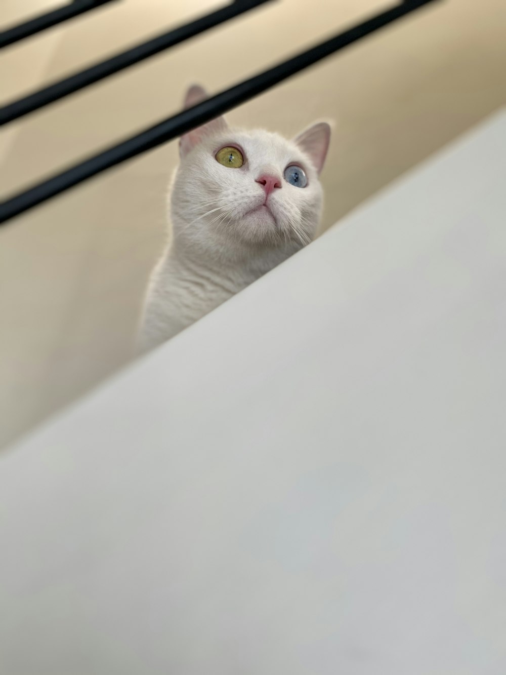 white cat on white wall