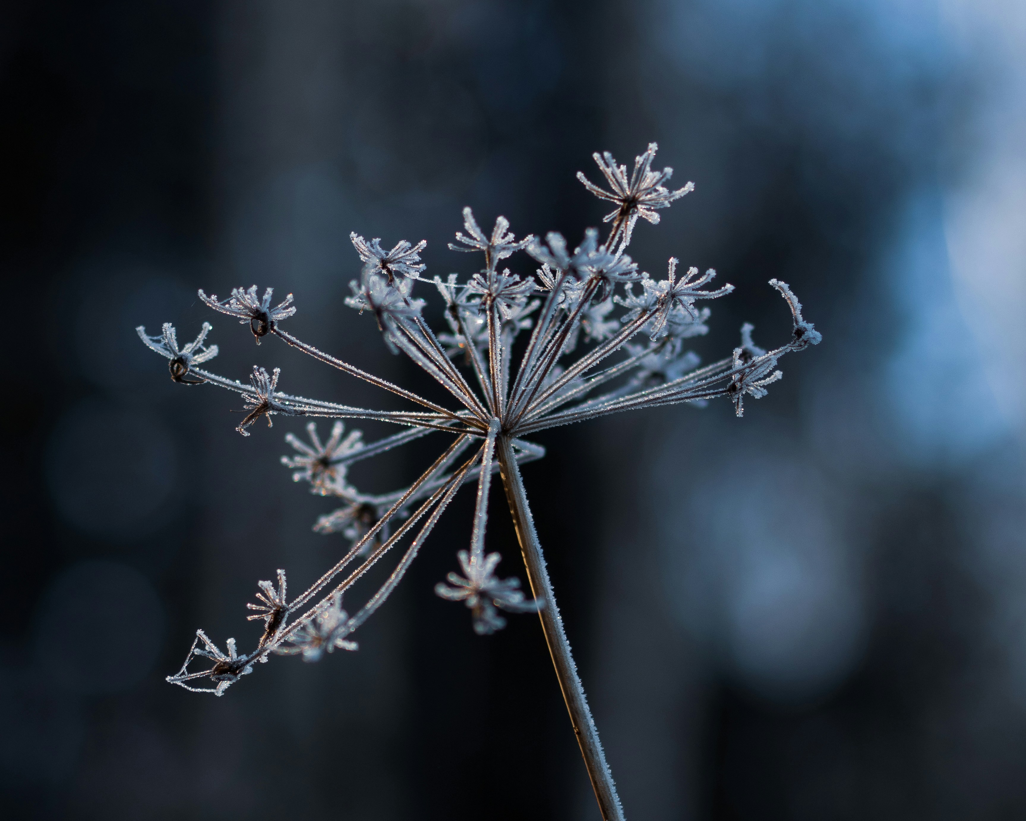 Photo by kutucustefan