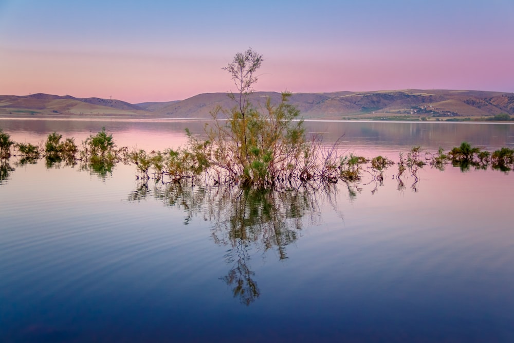 green grass on water during daytime