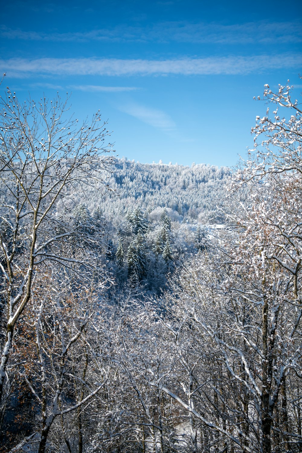 árboles blancos bajo el cielo azul durante el día