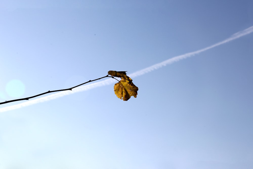 brown dried leaf on brown stem