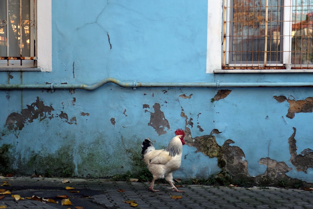 white chicken on gray concrete floor