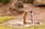 A young child operates a manual water pump, surrounded by a rural landscape. The area features bare, earthy ground with patches of grass, and a wooden structure in the background. The child is barefoot and wearing a light blue shirt and shorts.