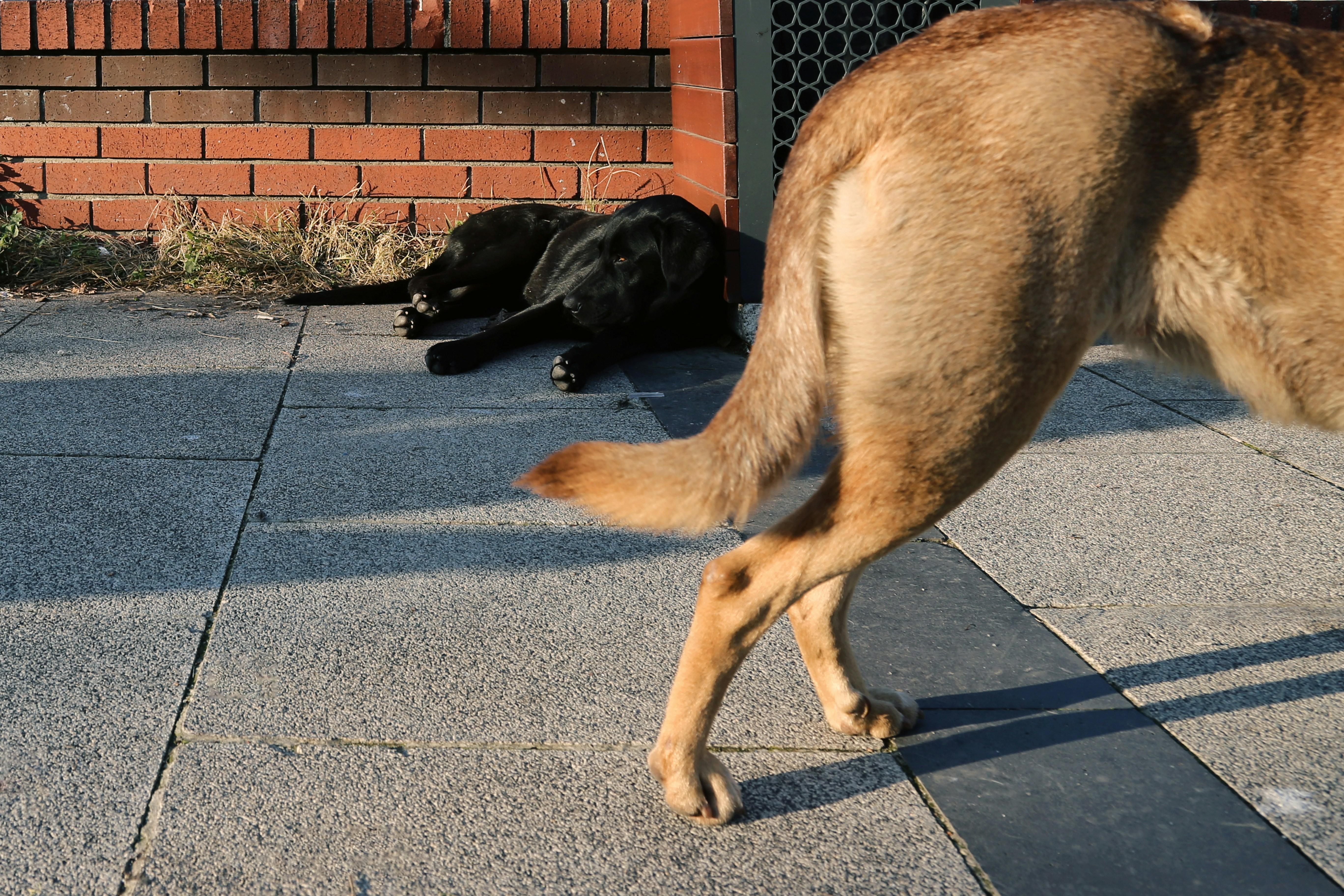 Führhunde und Ernährung: Warum Arbeitshunde besondere Kost brauchen