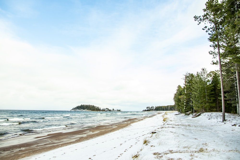 green trees on white sand beach during daytime