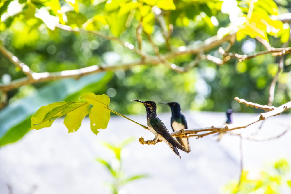 black and brown humming bird on brown tree branch during daytime