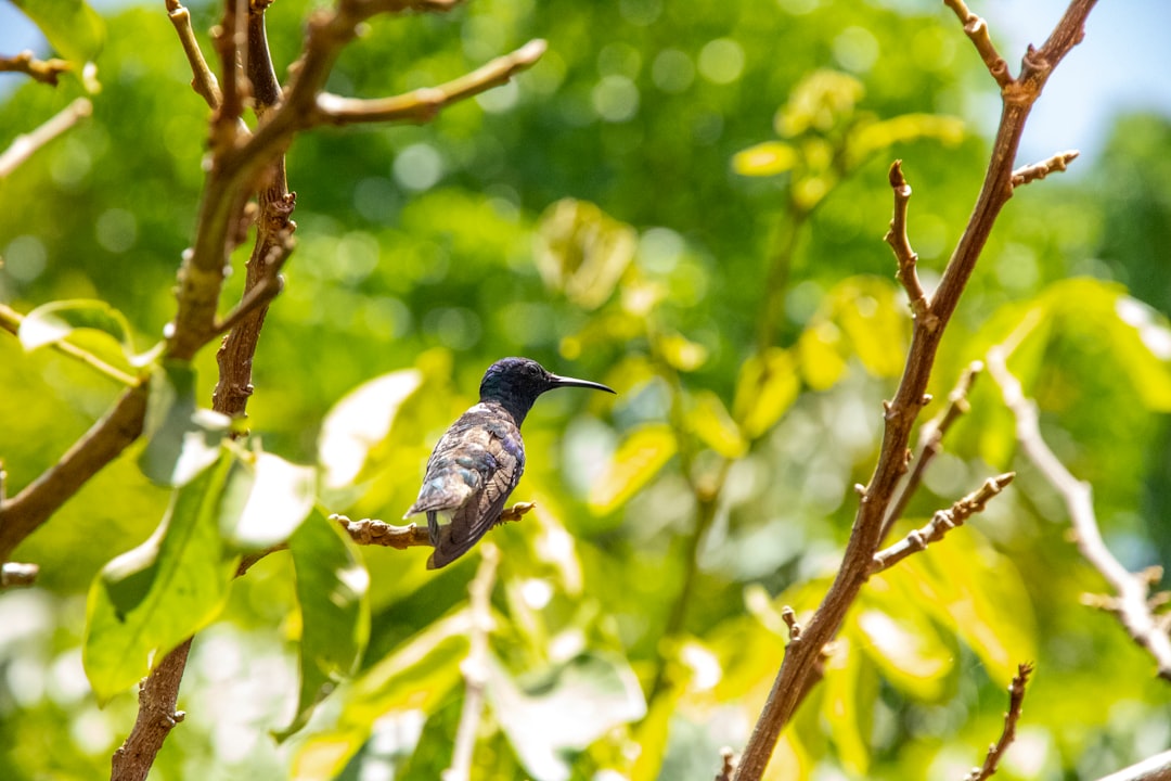 travelers stories about Wildlife in San Antonio, Belize