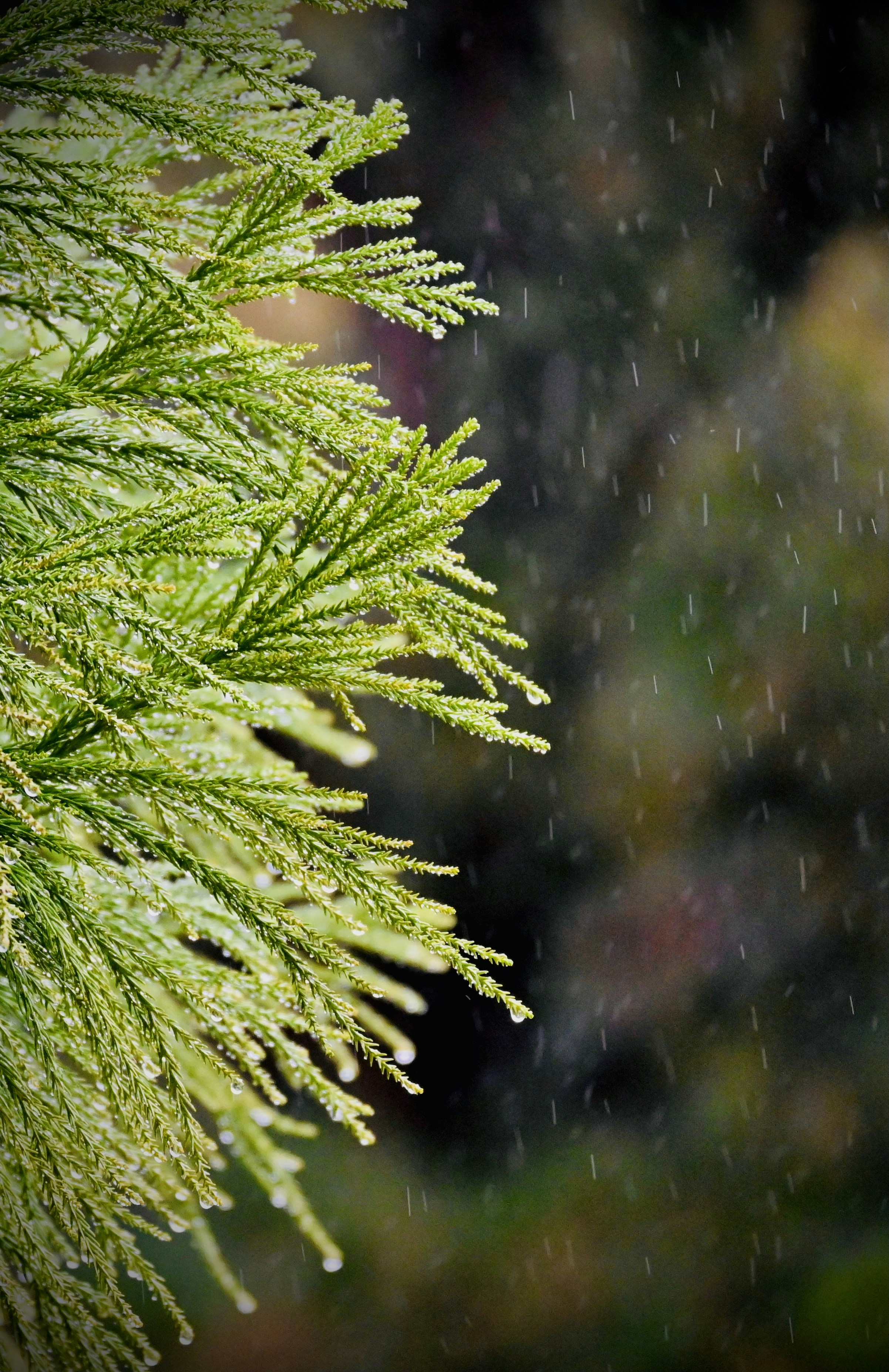 Photo by vijetha_surakanti