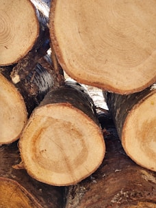 Spruce logs freshly cut, highlighting the natural resin and fresh wood color.