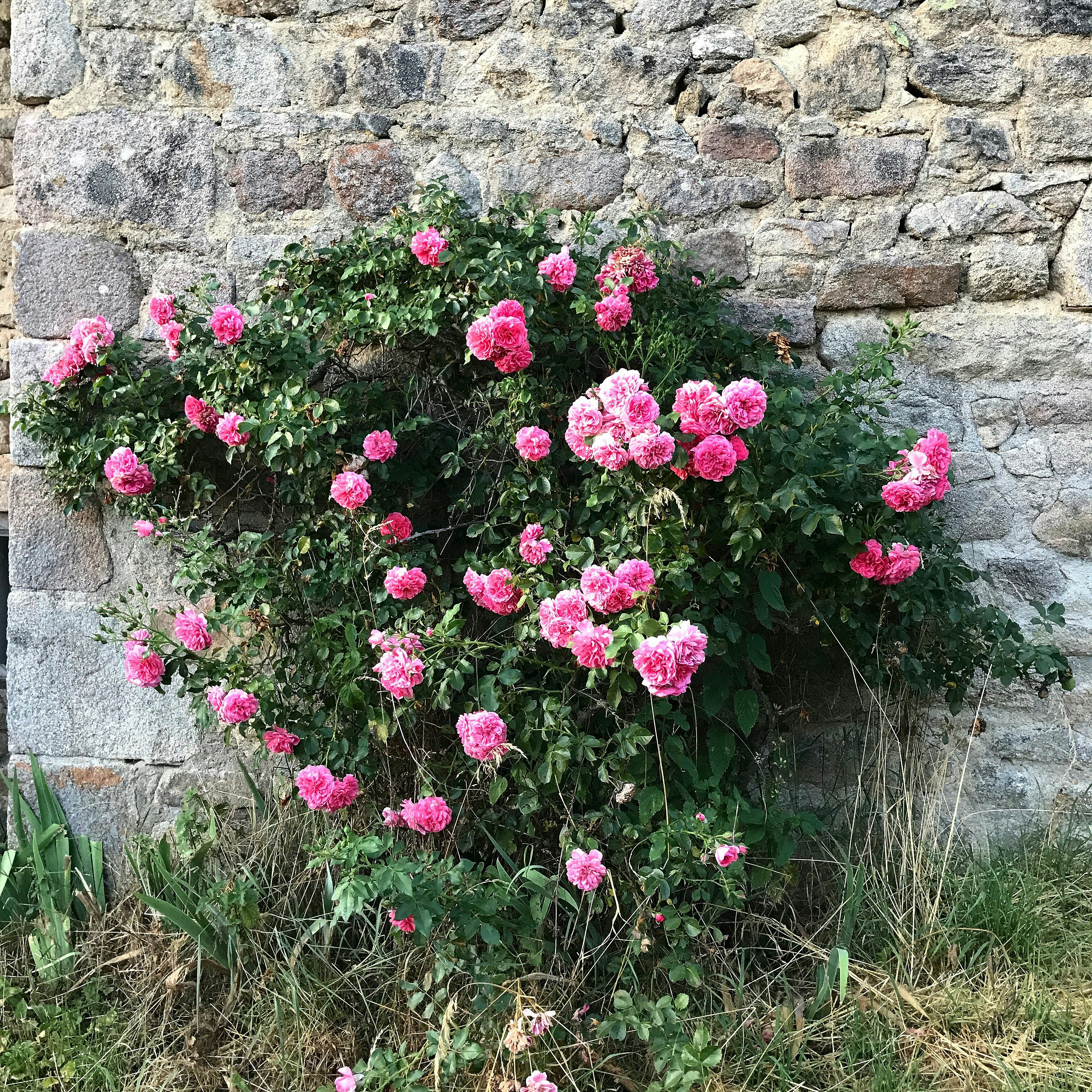 fleurs roses à côté d’un mur de béton gris