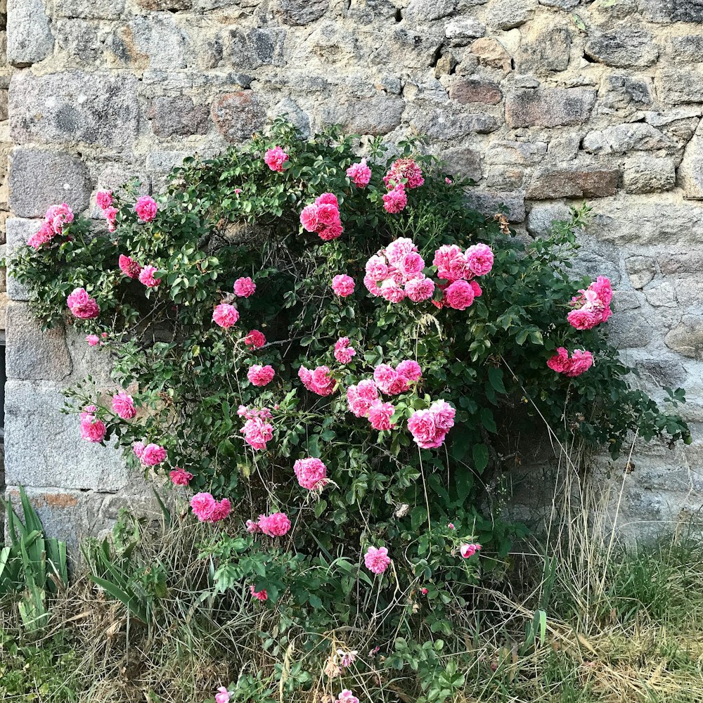 pink flowers beside gray concrete wall