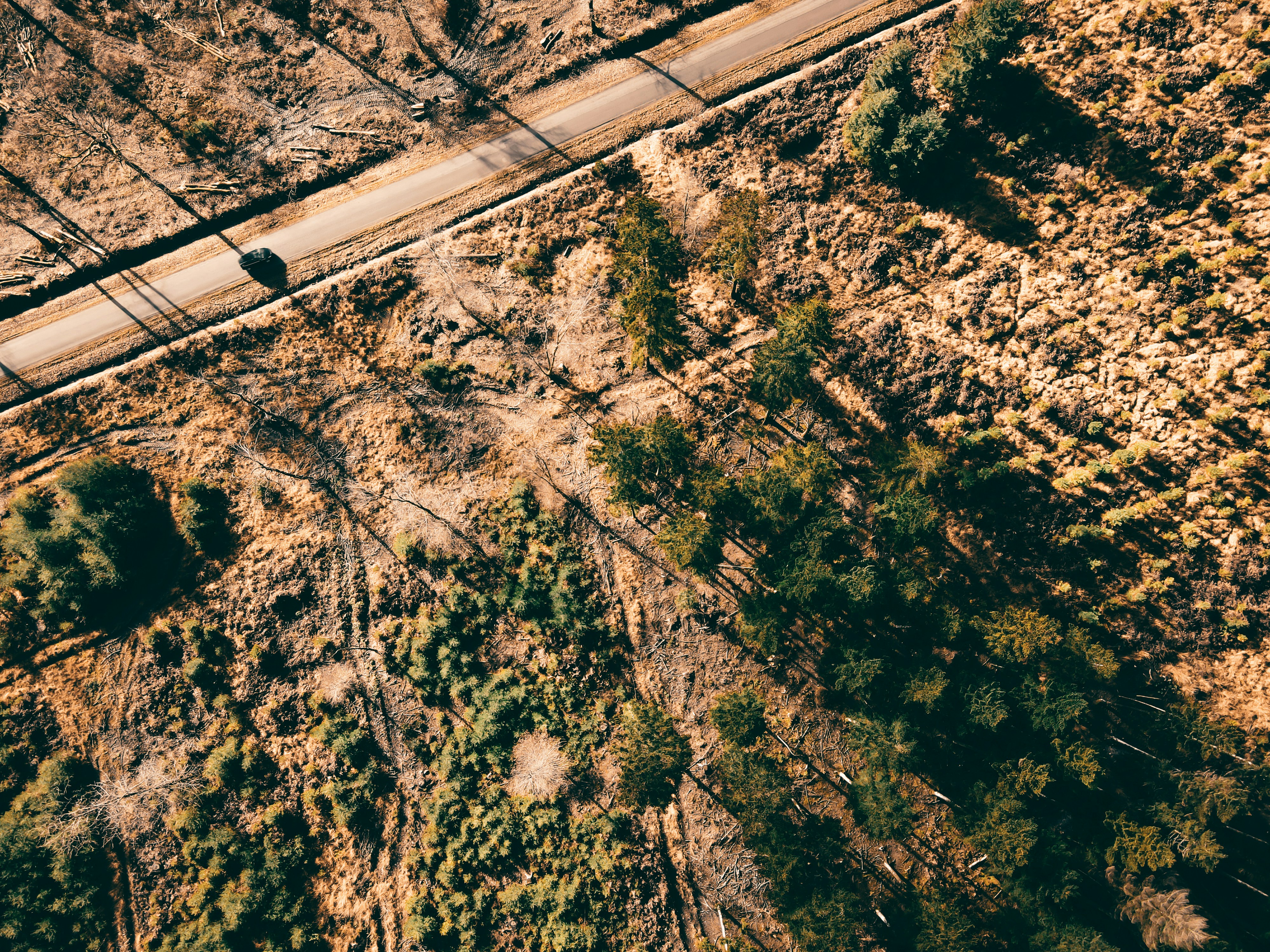 aerial view of road in the middle of trees