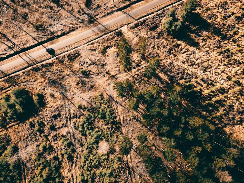 aerial view of road in the middle of trees