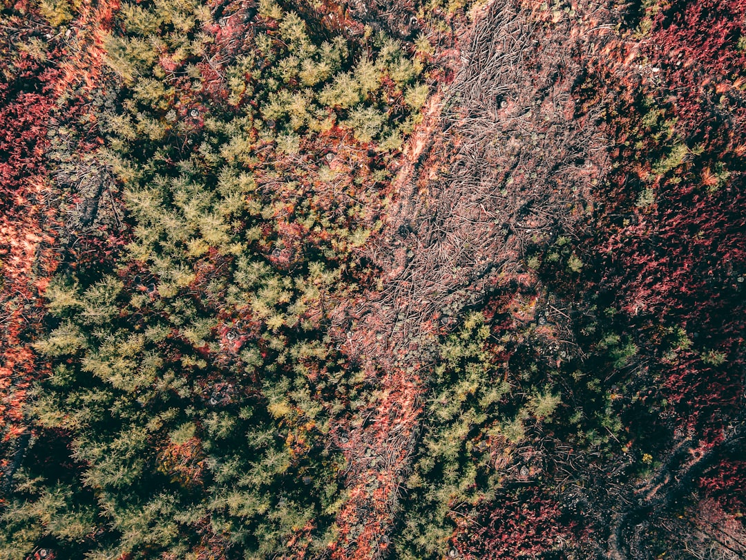 red and green leaf trees