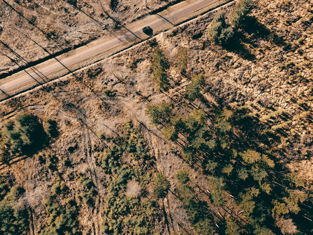 aerial view of road in the middle of trees