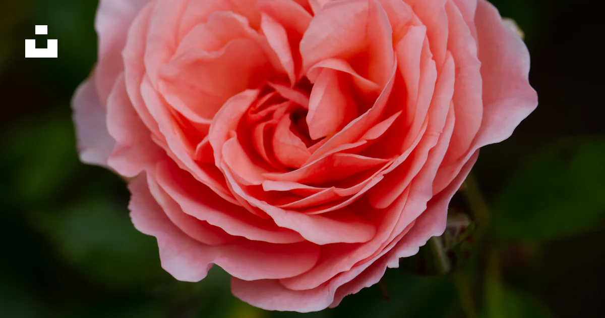 Rosa rosada en flor durante el día foto – Imagen de Flor gratuita en ...