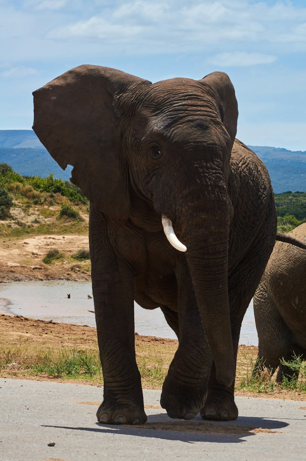 elephant walking on the beach during daytime