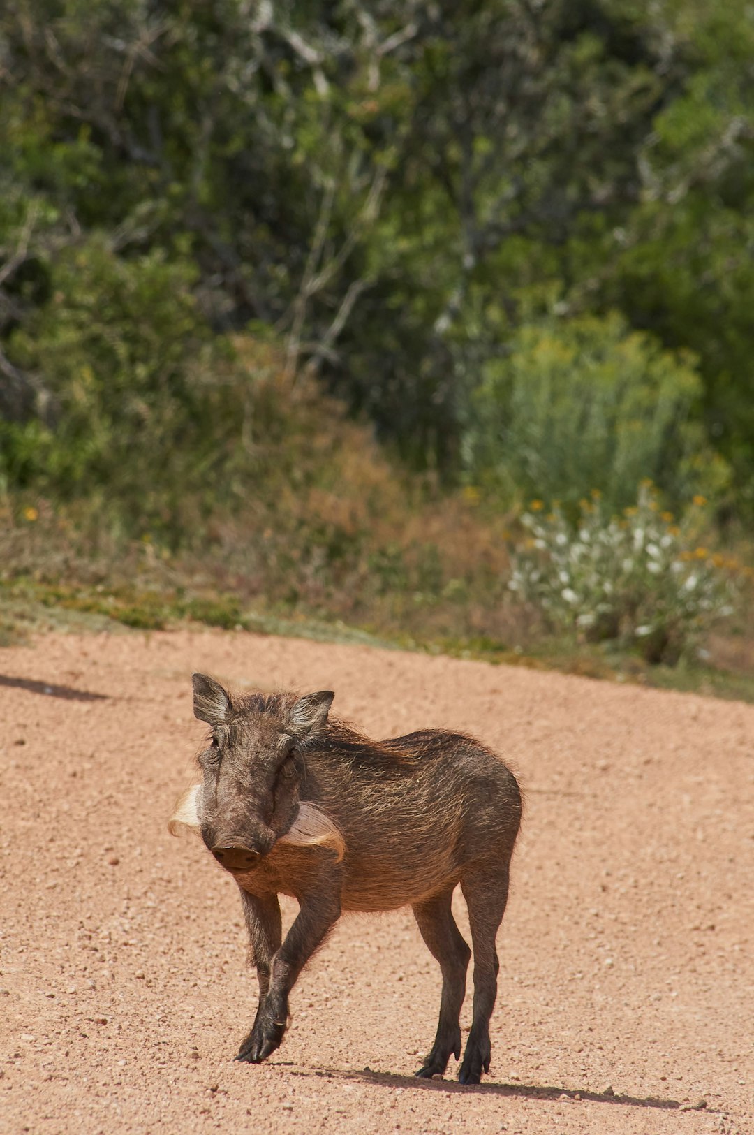 brown animal on brown soil