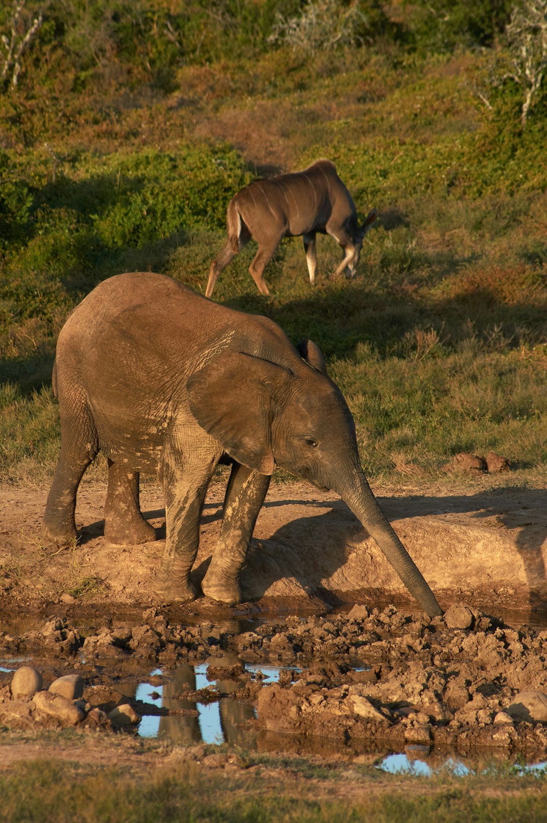 brown elephant walking on brown soil during daytime