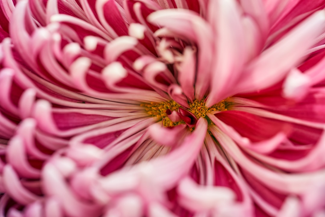 pink and white flower in macro photography