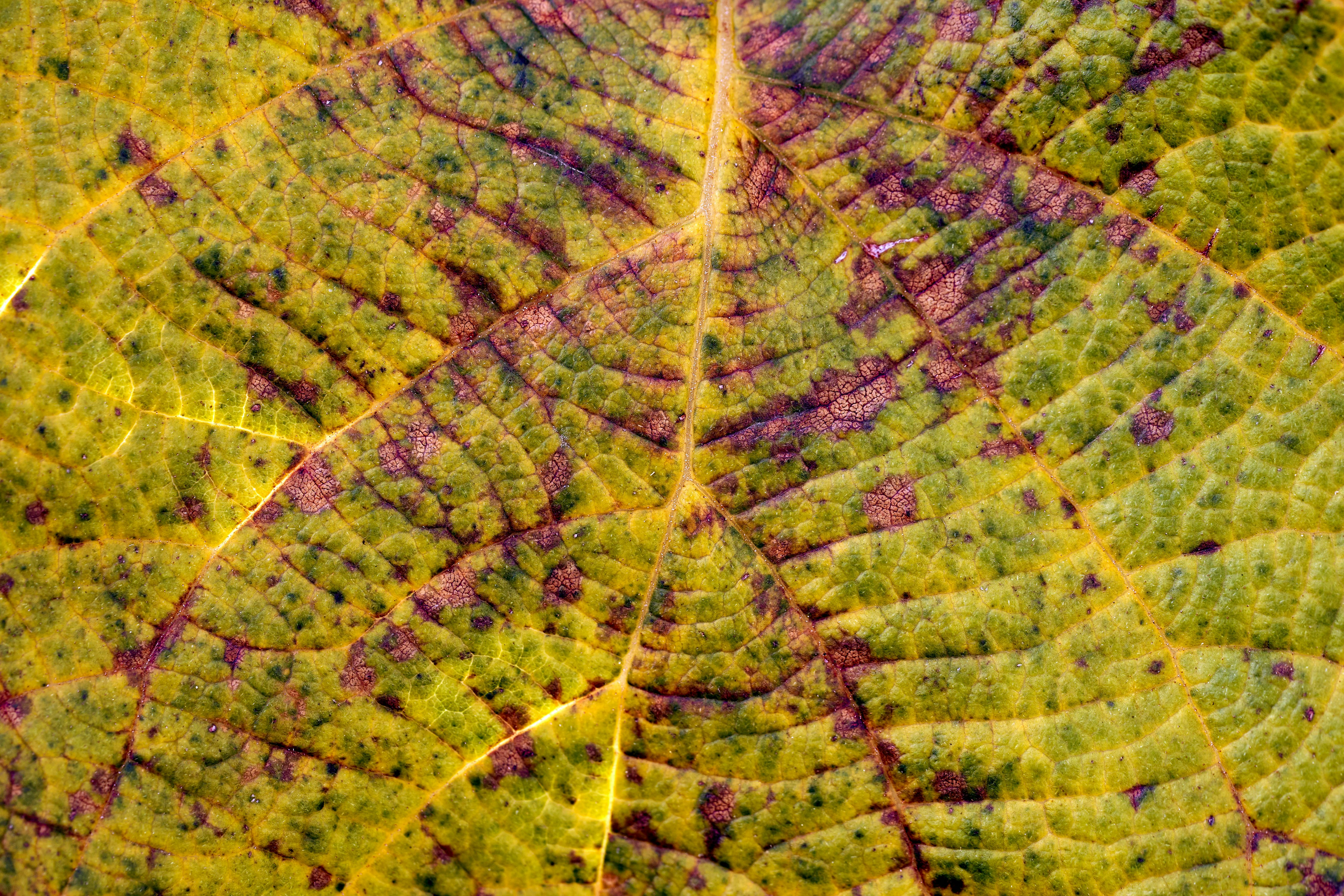 Photo by wolfgang_hasselmann