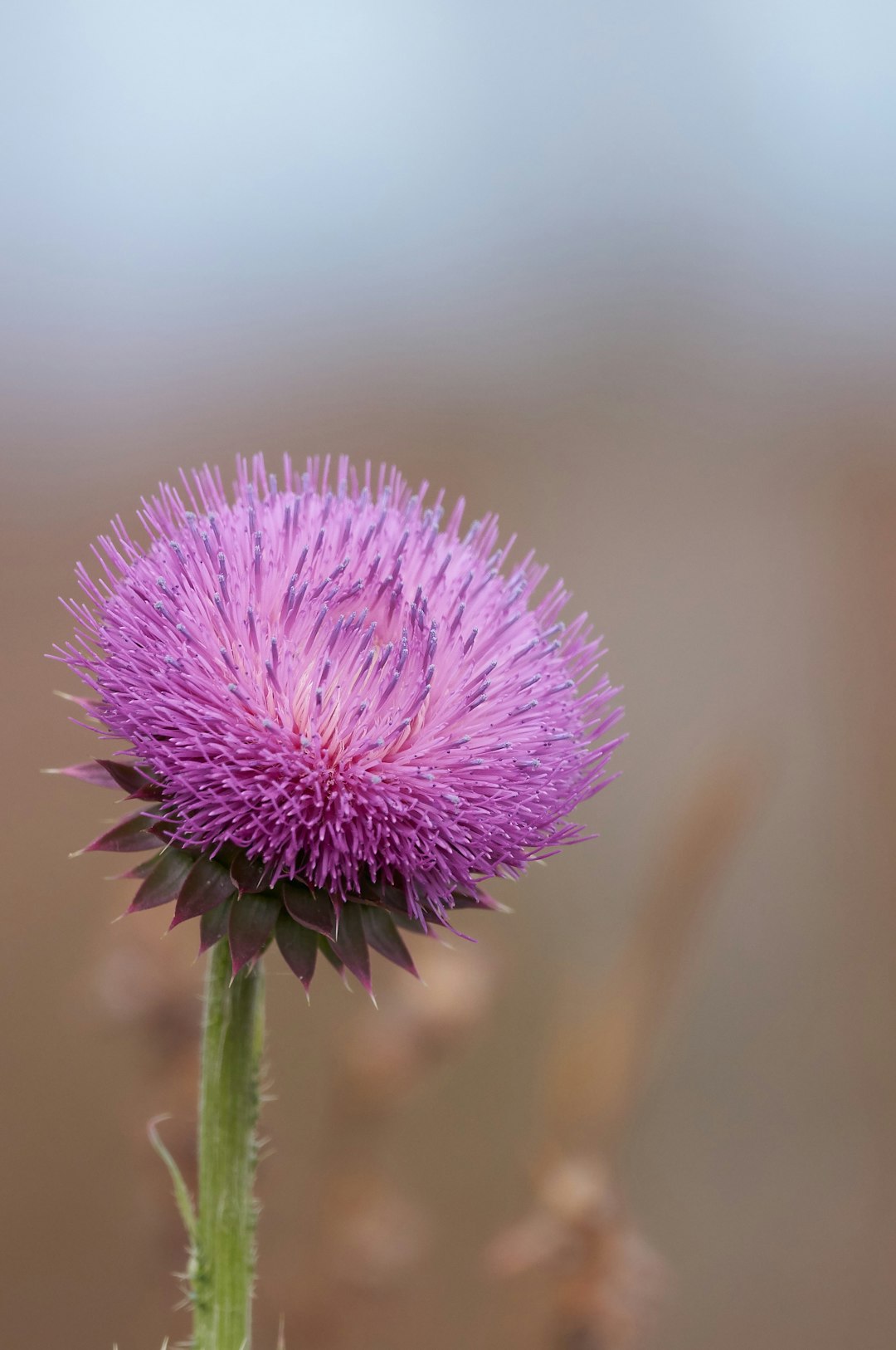 purple flower in tilt shift lens