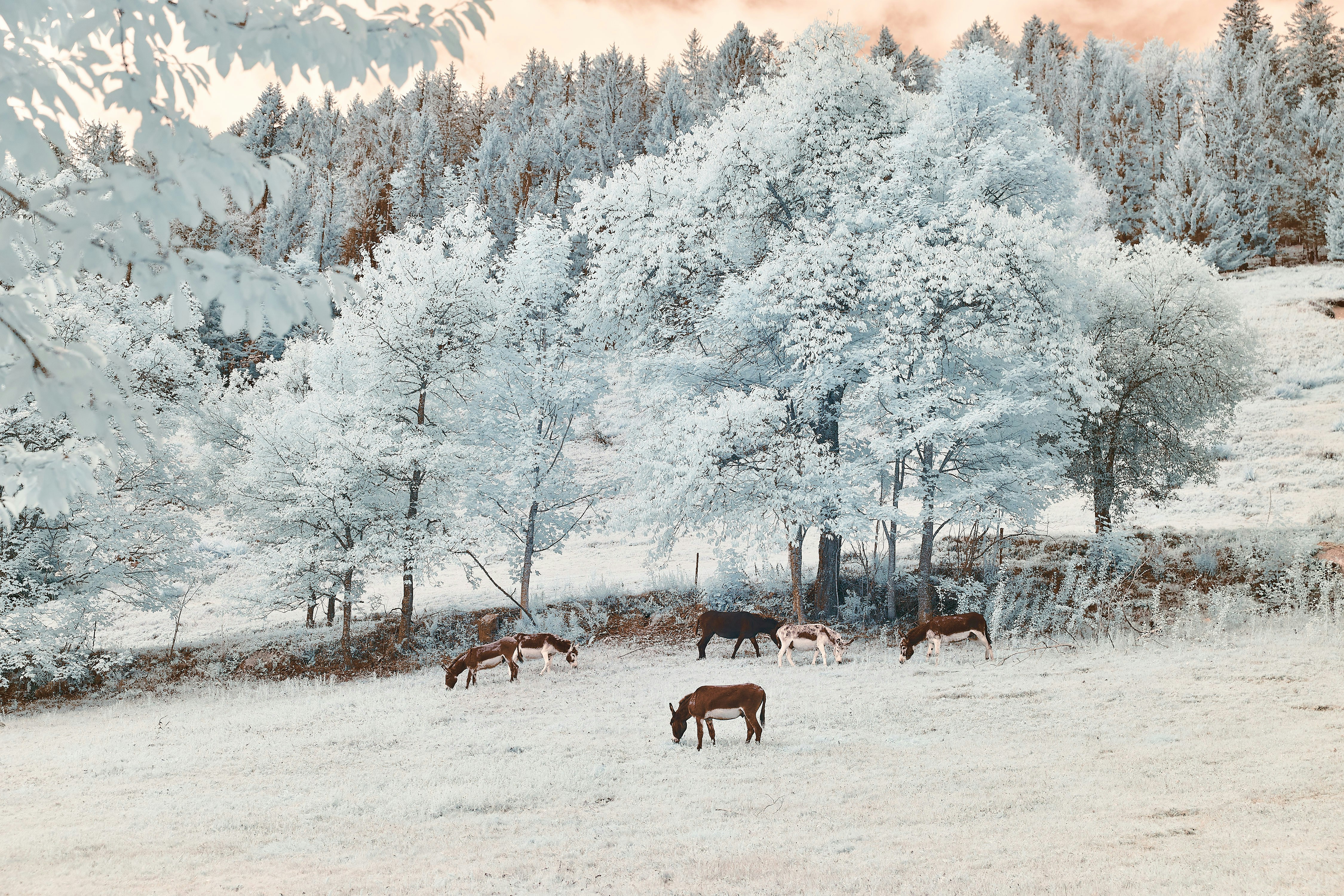 Photo by wolfgang_hasselmann