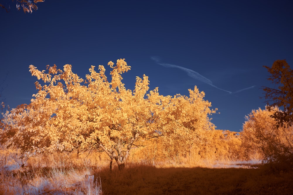 yellow leaf tree under blue sky during daytime