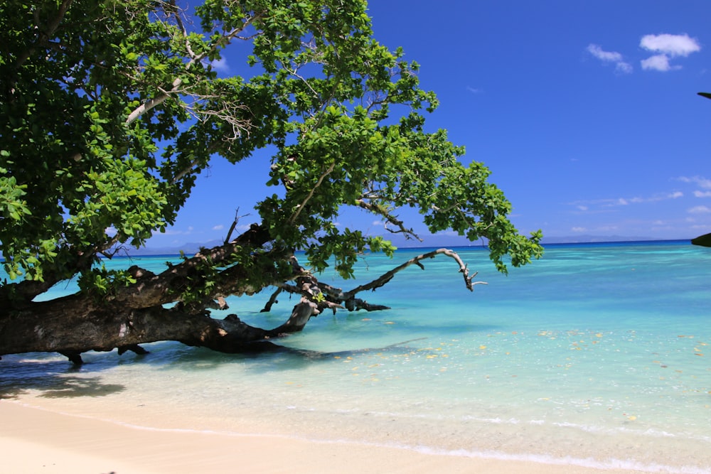 green tree on white sand beach during daytime