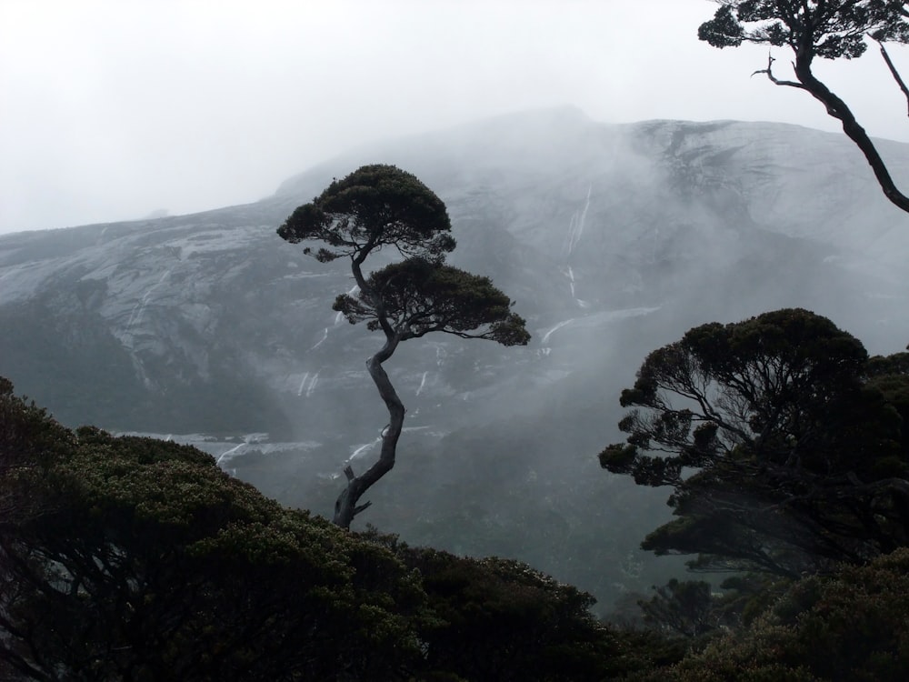 hierba verde en la montaña durante el día