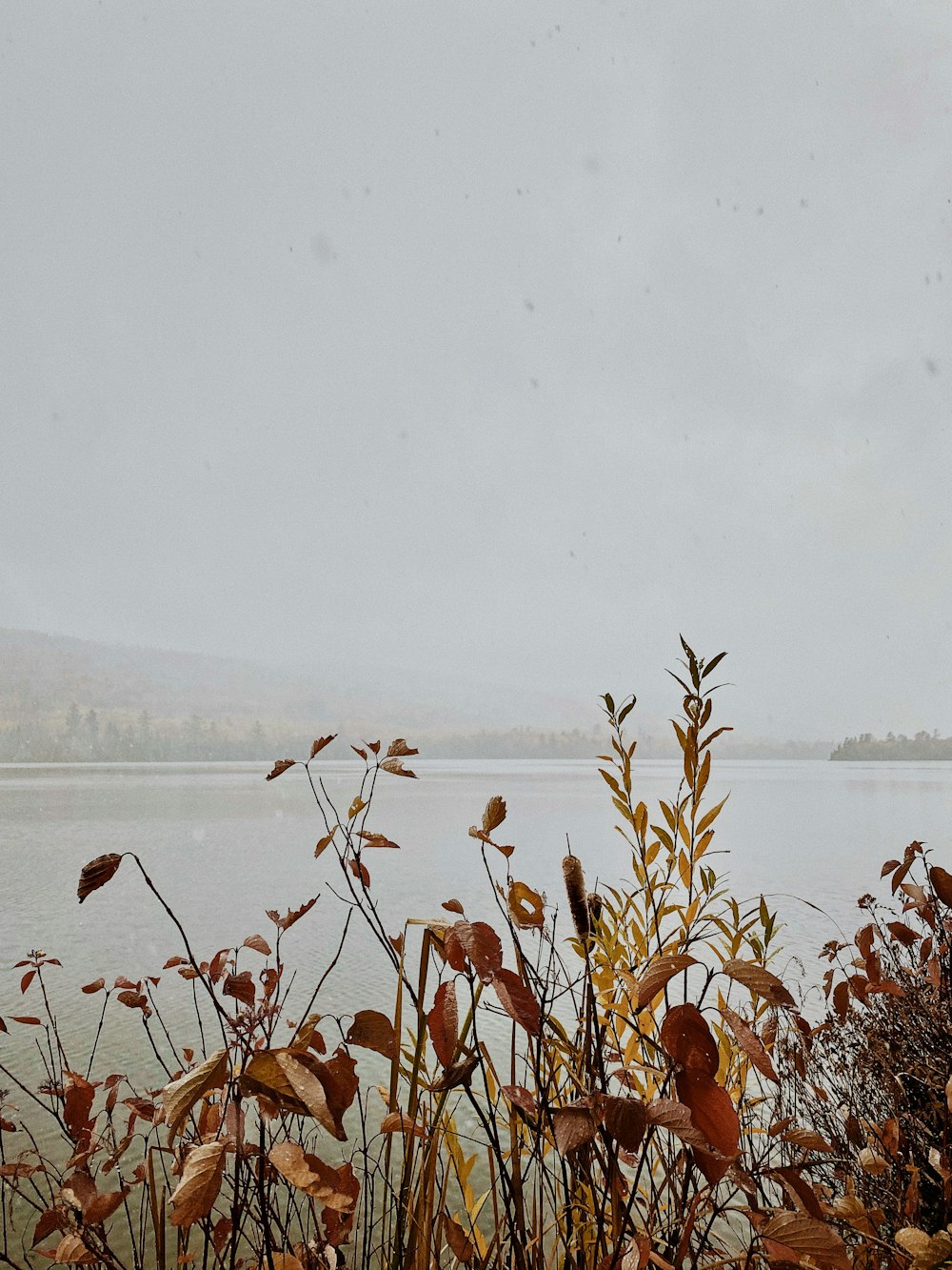 brown plant near body of water during daytime