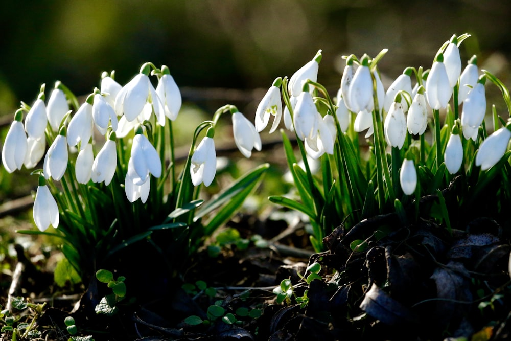 white flowers on black soil