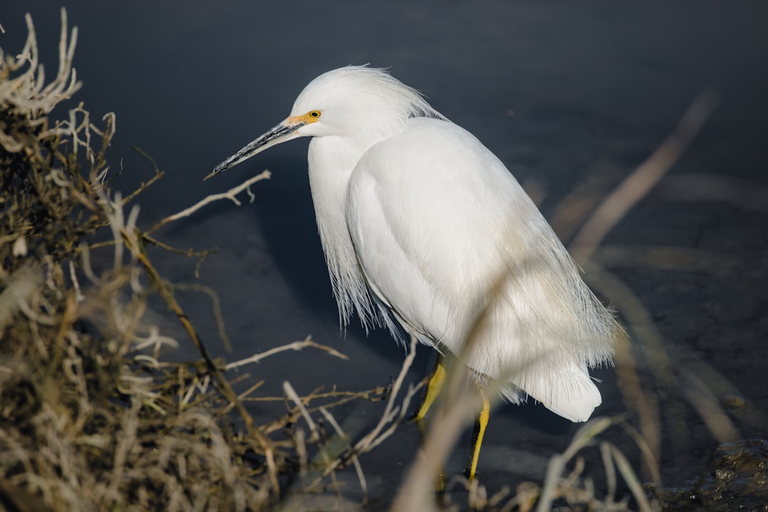 white bird on brown grass