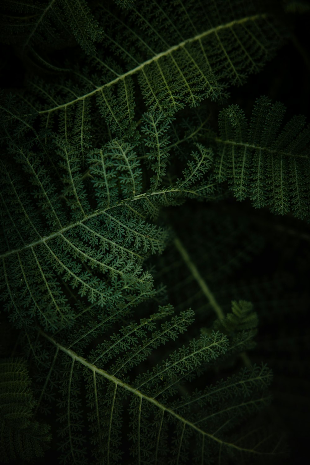 green fern plant in close up photography