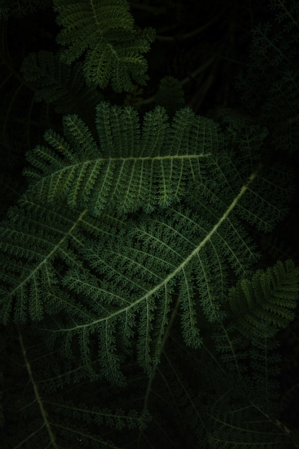 green fern plant in close up photography