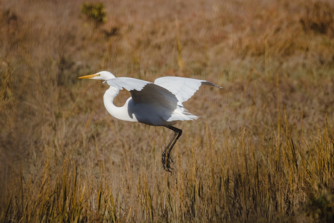 white and gray bird on brown grass field during daytime