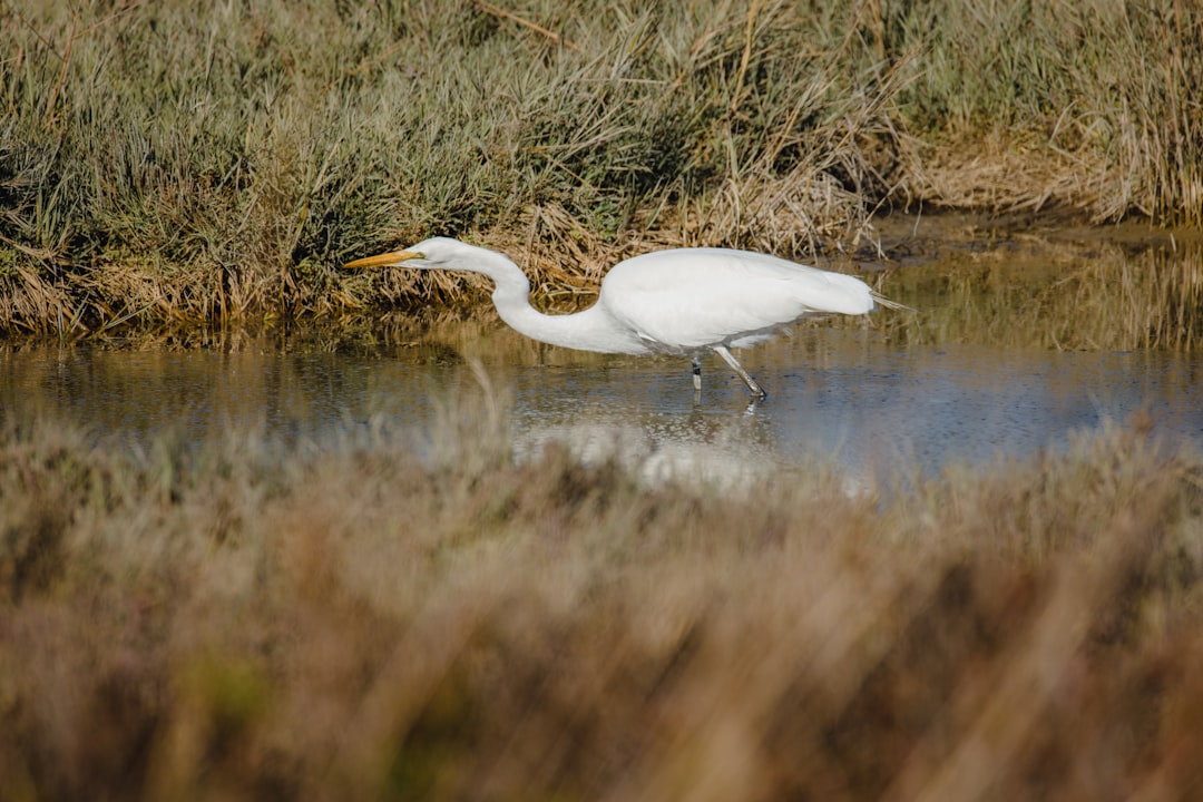 white egret on water during daytime