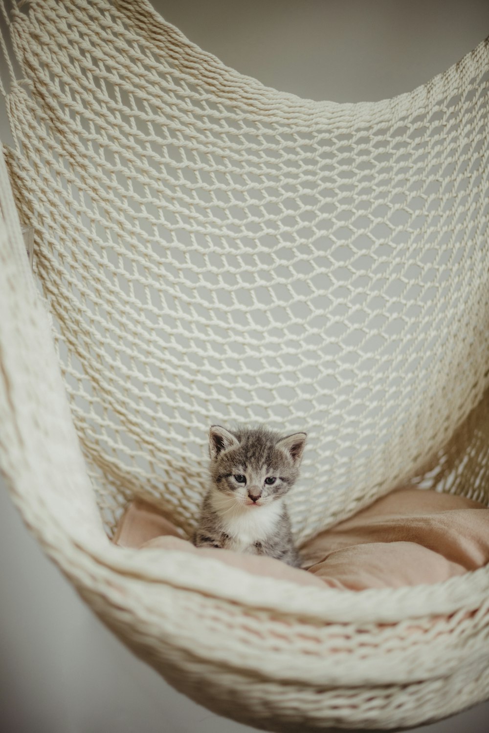 白い織物に白と灰色の子猫