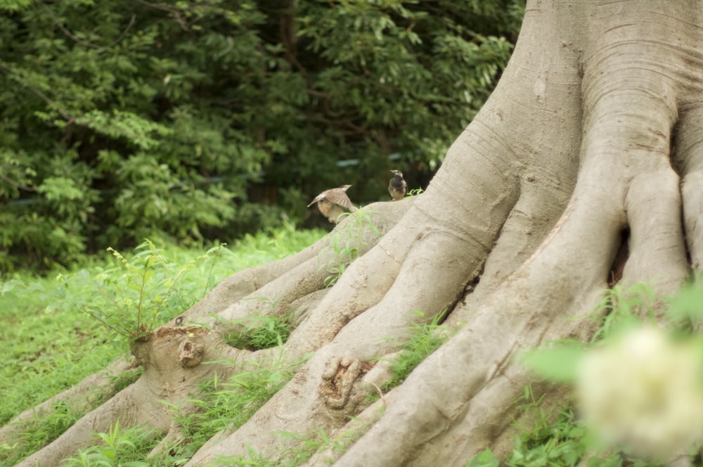 brown animals on brown tree trunk during daytime