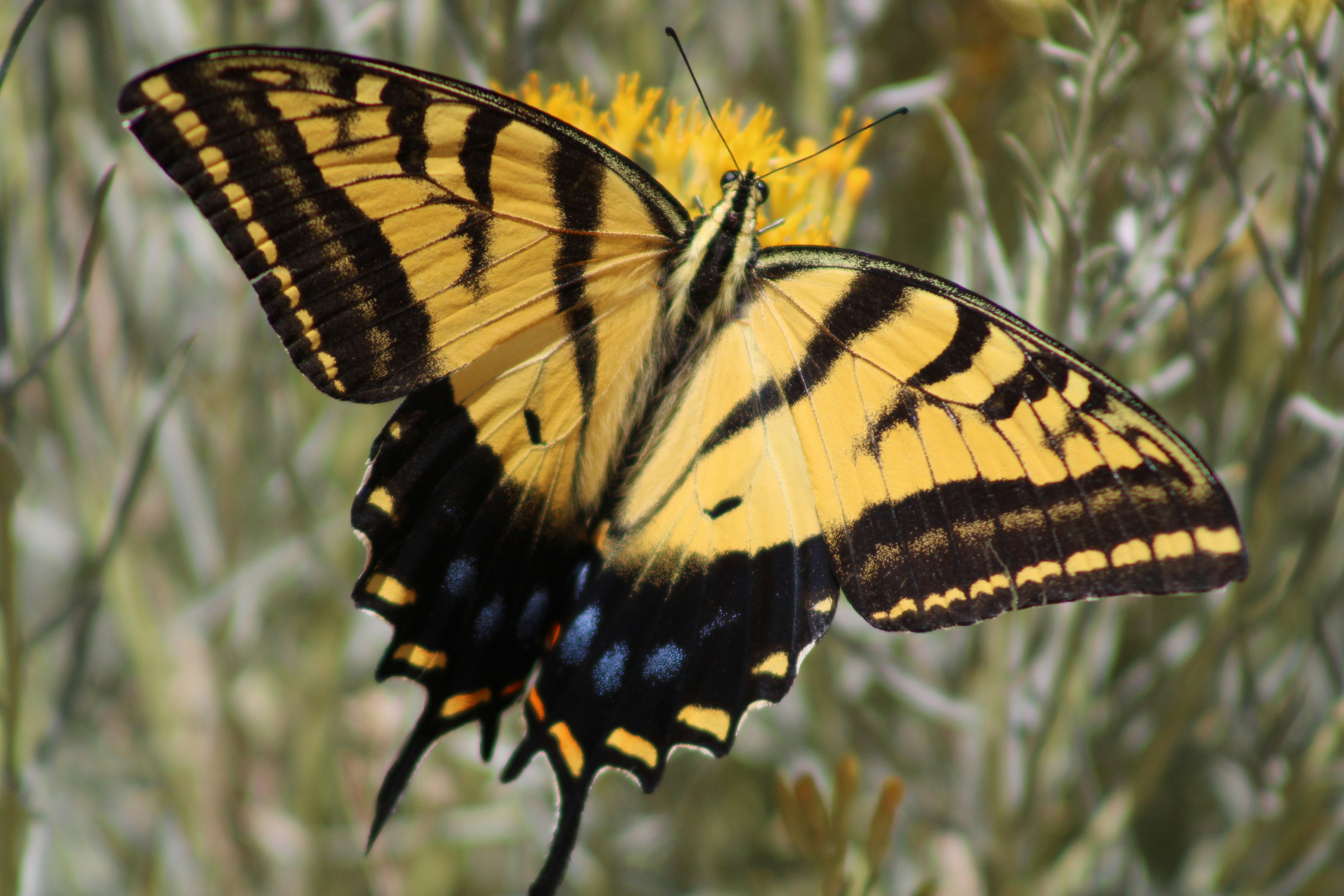 tiger swallowtail butterfly perched on green plant during daytime