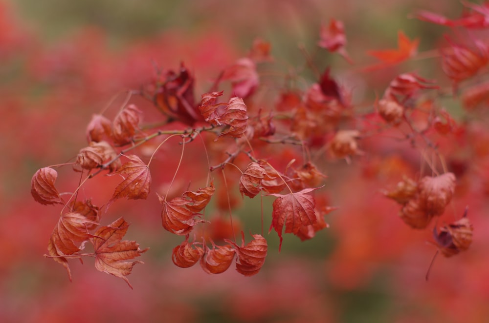 red flowers in tilt shift lens