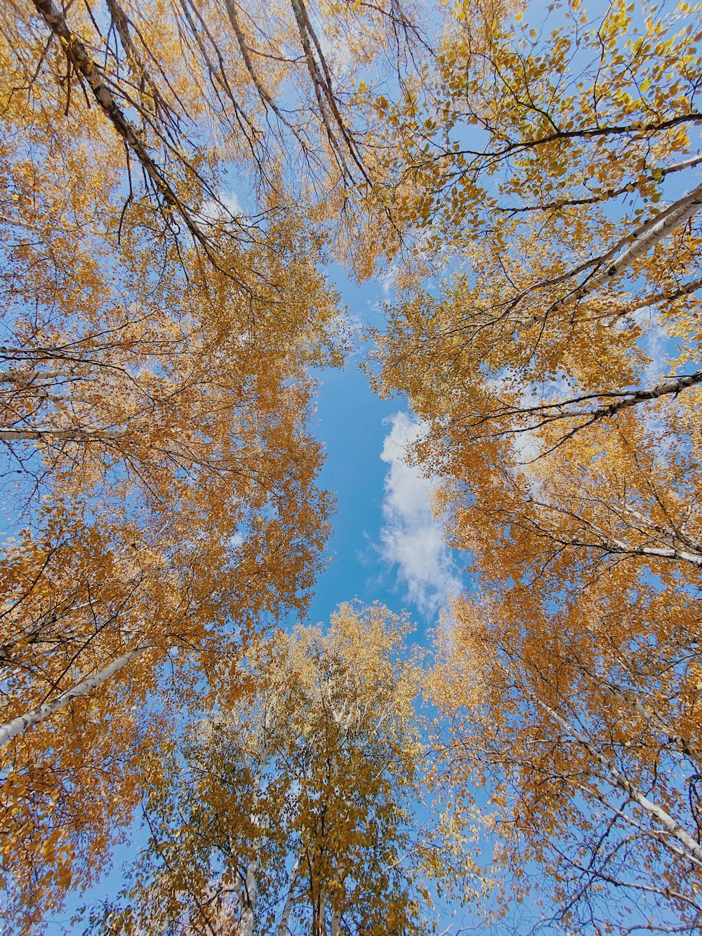 árbol marrón bajo el cielo azul durante el día