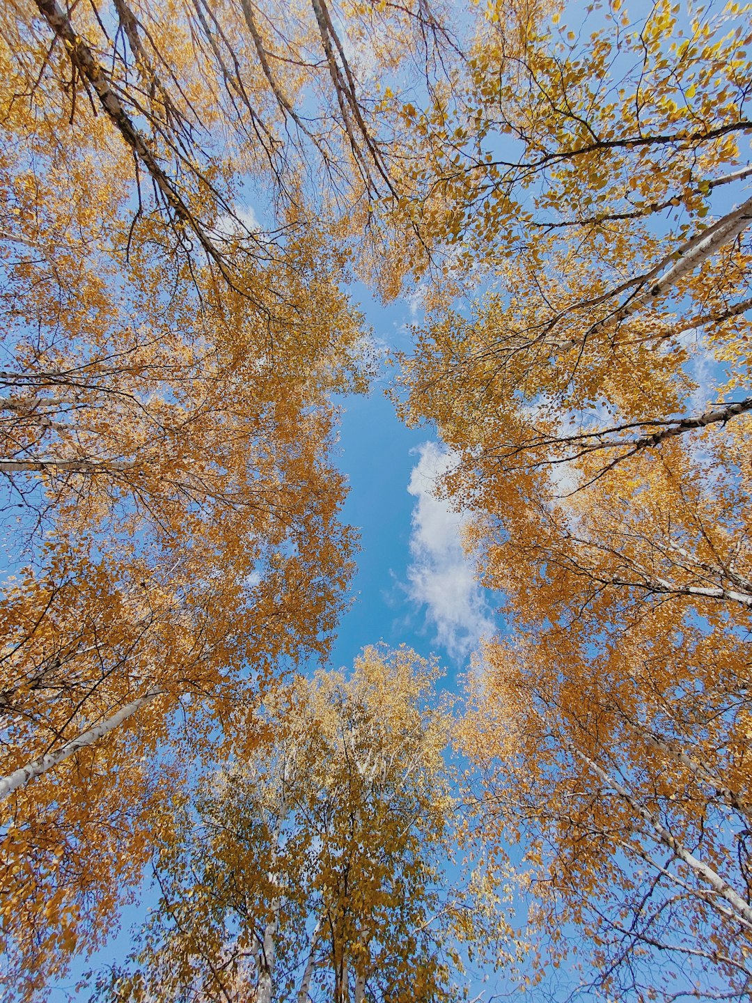 brown tree under blue sky during daytime