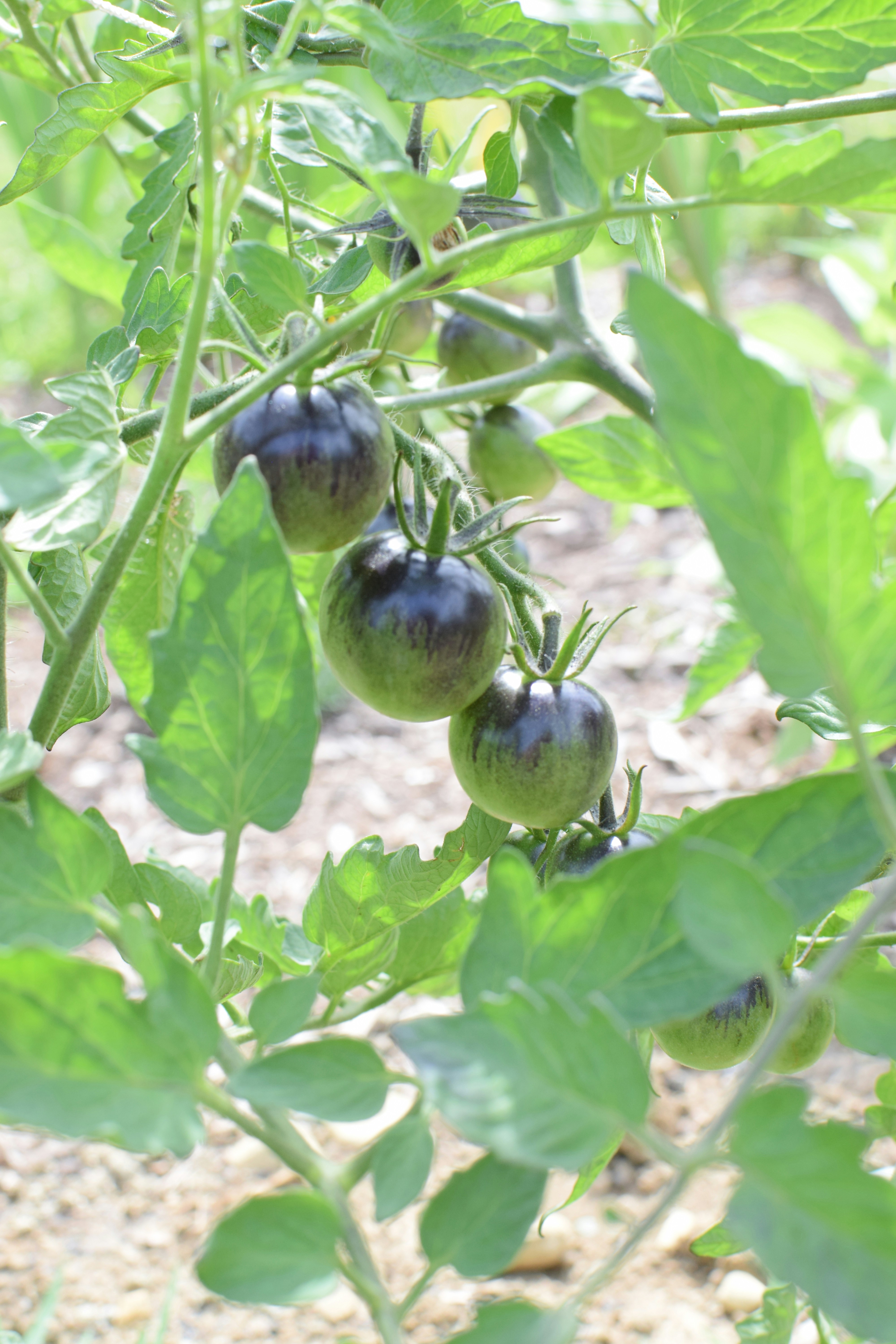 green round fruit on green leaves during daytime