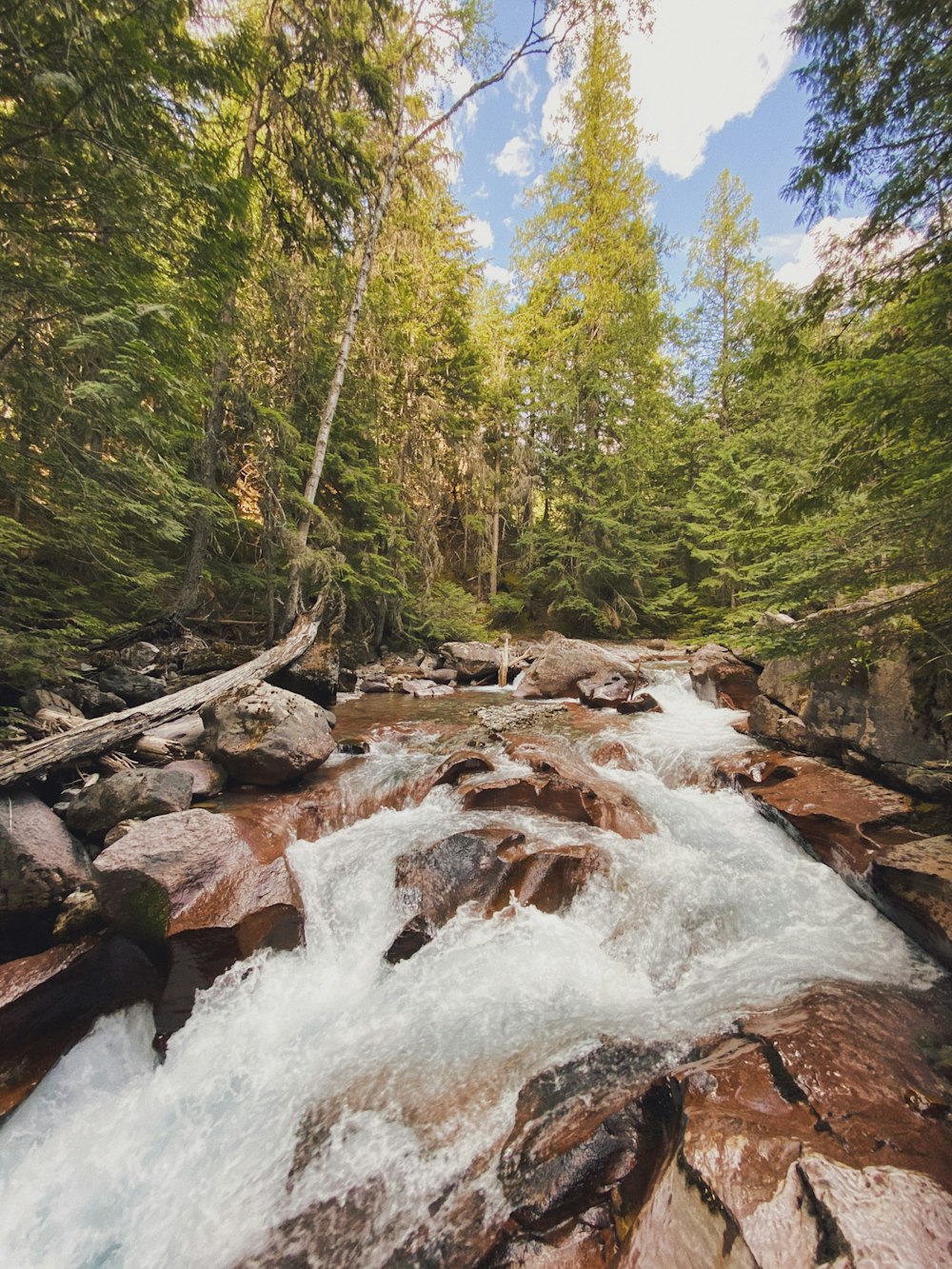 river in the middle of forest during daytime