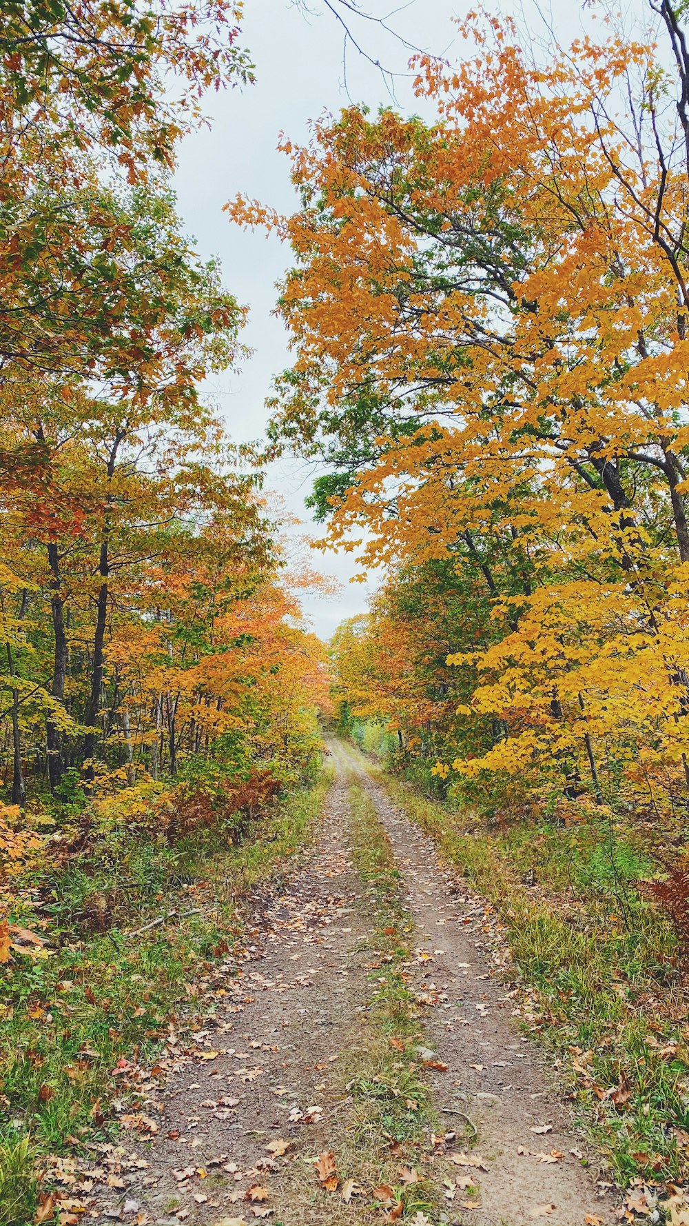 a dirt road surrounded by trees with yellow leaves