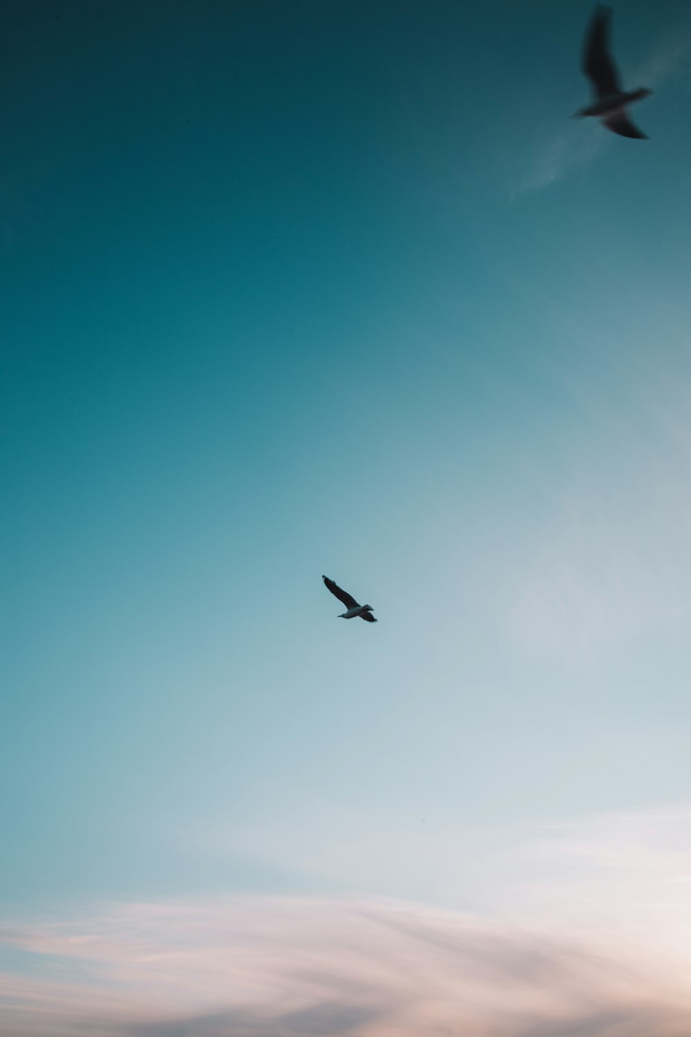 black bird flying under blue sky during daytime