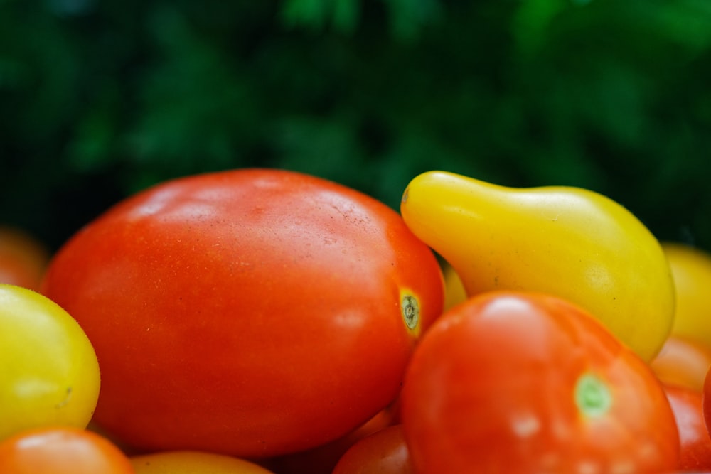 red tomato on green grass