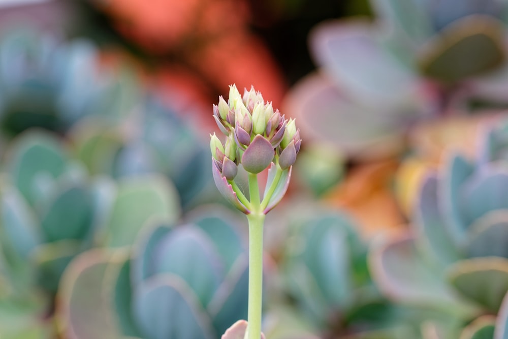 purple flower in tilt shift lens