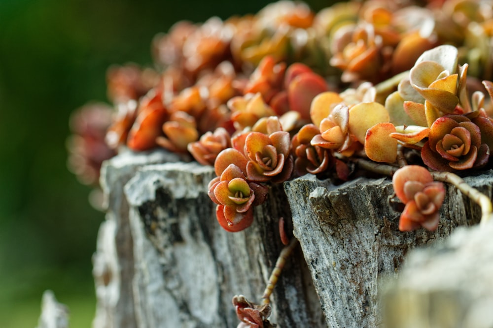 brown and white plant on brown tree trunk